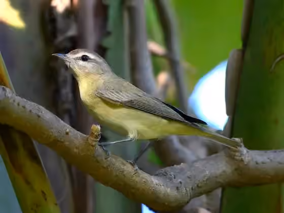 Dokumentasi Vireo philadelphicus