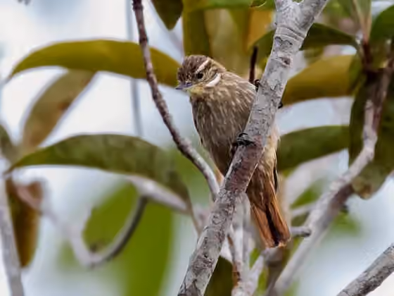 Dokumentasi Xenops tenuirostris