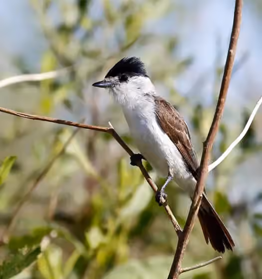 Dokumentasi Xenopsaris albinucha