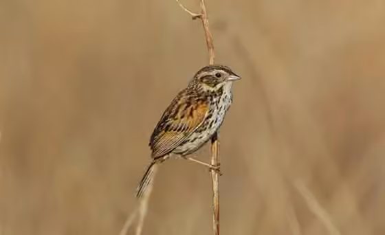 Dokumentasi Xenospiza baileyi
