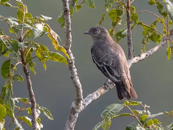 Dokumentasi Xipholena punicea