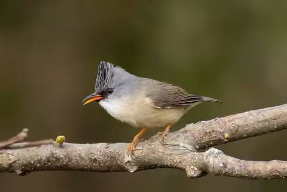 Dokumentasi Yuhina nigrimenta