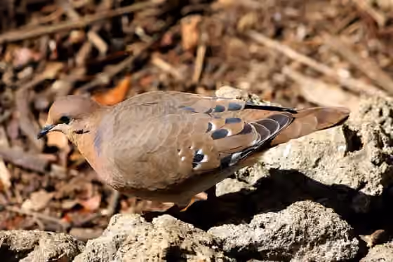 Dokumentasi Zenaida aurita