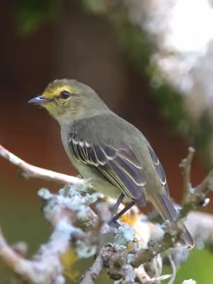 Dokumentasi Zimmerius chrysops