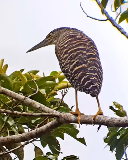 Dokumentasi Zonerodius heliosylus