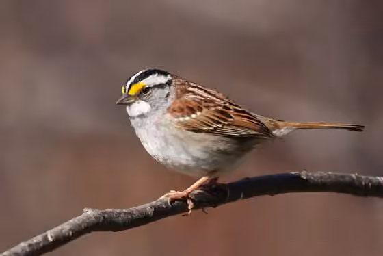 Dokumentasi Zonotrichia albicollis