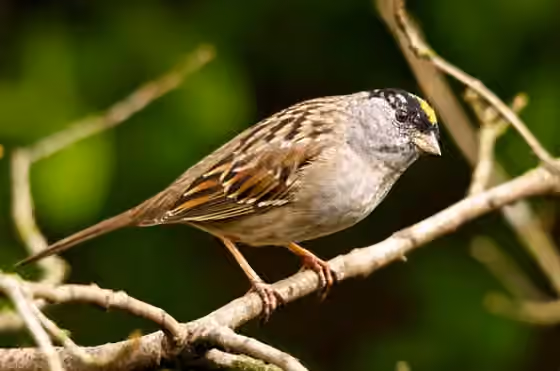 Dokumentasi Zonotrichia atricapilla