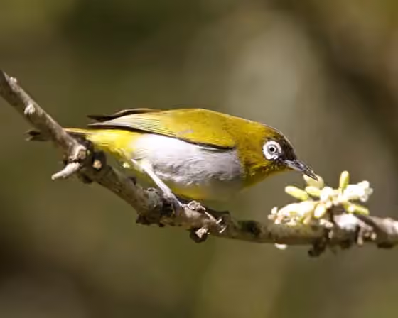 Dokumentasi Zosterops atricapilla