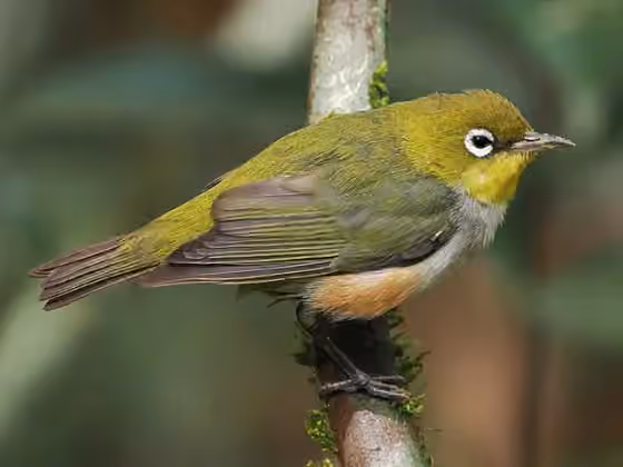 Dokumentasi Zosterops erythropleurus