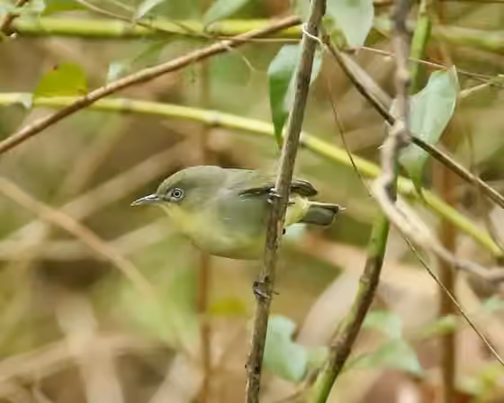 Dokumentasi Zosterops hypolais