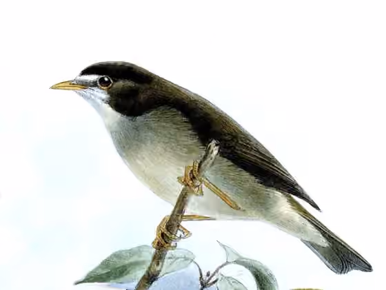 Ilustrasi Zosterops melanocephalus