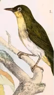Ilustrasi Zosterops nehrkorni