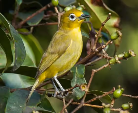 Dokumentasi Zosterops nigrorum