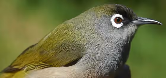 Dokumentasi Zosterops olivaceus