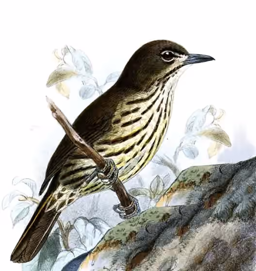 Ilustrasi Zosterornis striatus
