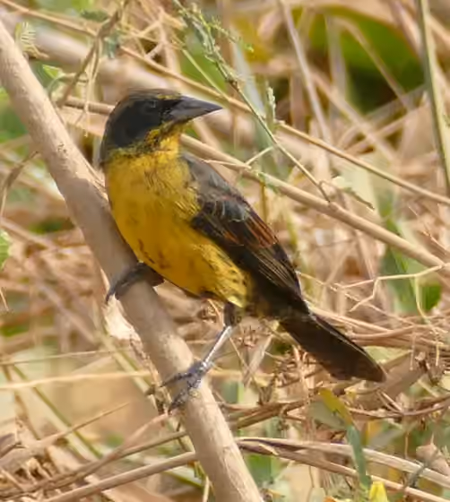Dokumentasi Agelasticus cyanopus