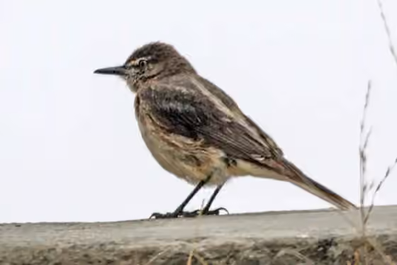 Dokumentasi Agriornis montanus