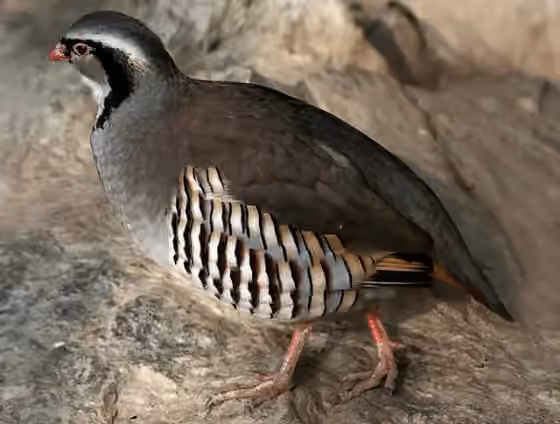 Dokumentasi Alectoris graeca
