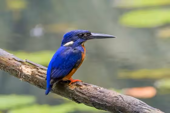 Dokumentasi Alcedo quadribrachys