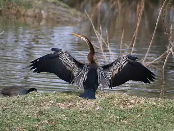 Dokumentasi Anhinga melanogaster