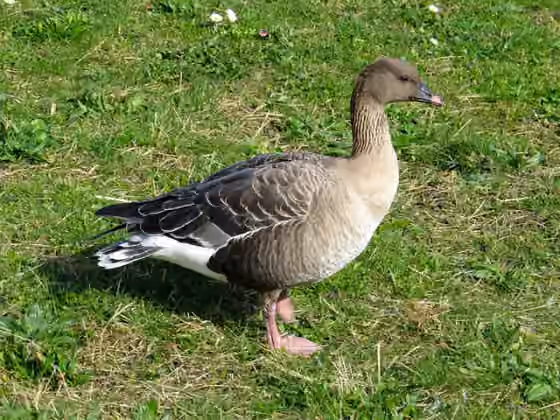 Dokumentasi Anser brachyrhynchus