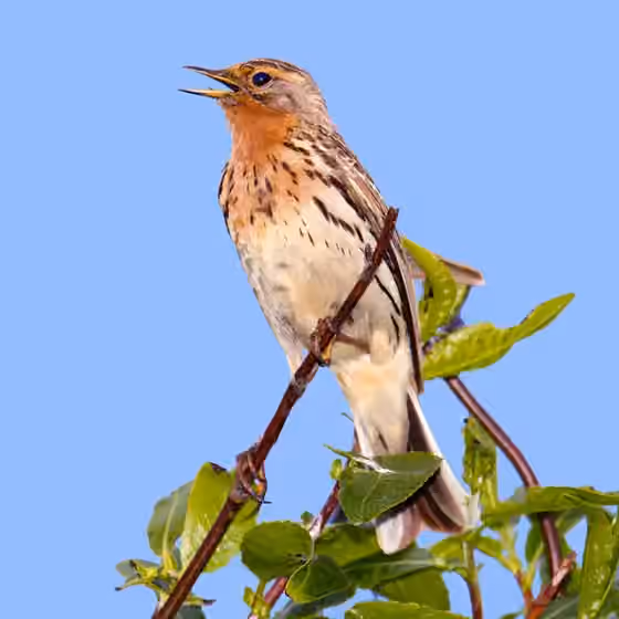 Dokumentasi Anthus cervinus