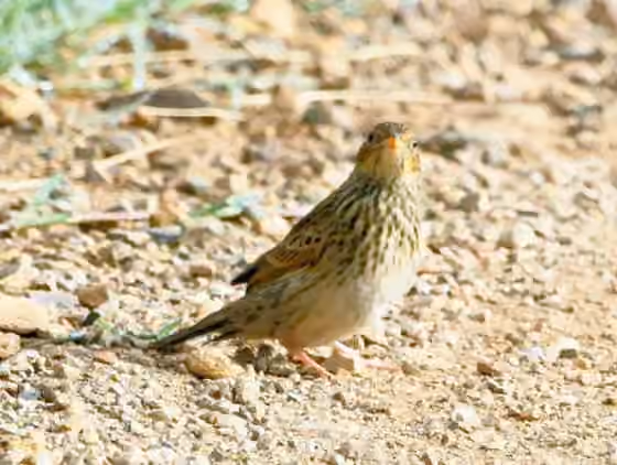Dokumentasi Anthus brachyurus