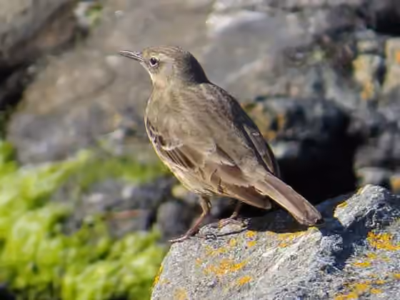 Dokumentasi Anthus petrosus