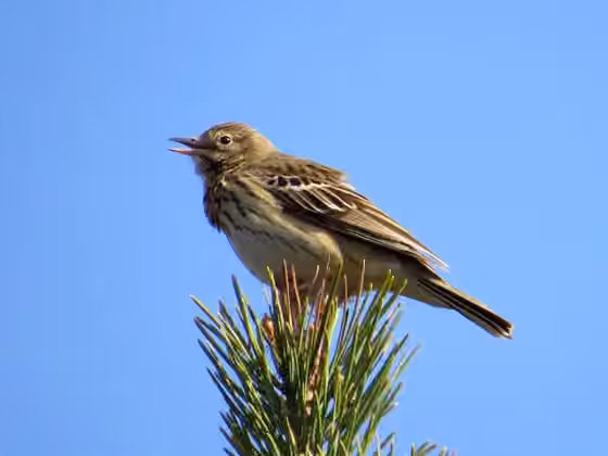 Dokumentasi Anthus trivialis