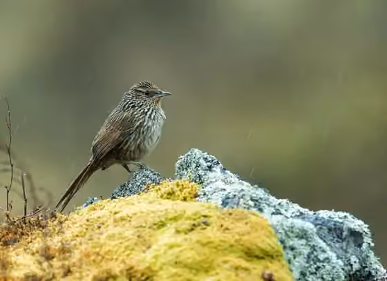 Dokumentasi Asthenes virgata