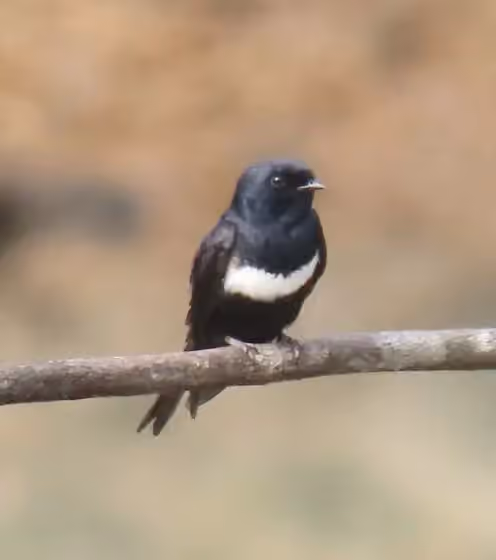 Dokumentasi Atticora fasciata
