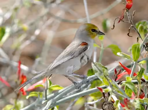 Dokumentasi Auriparus flaviceps
