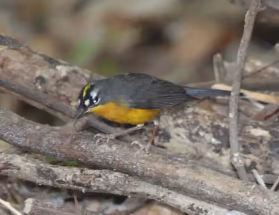 Dokumentasi Basileuterus lachrymosus