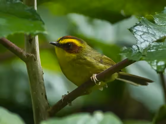 Dokumentasi Basileuterus belli