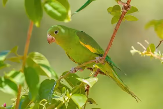 Dokumentasi Brotogeris chiriri