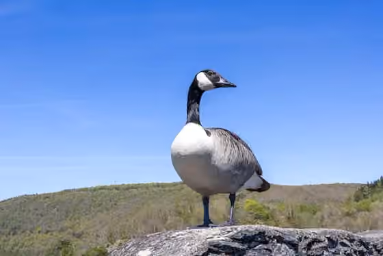 Dokumentasi Branta canadensis