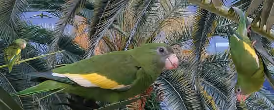 Dokumentasi Brotogeris versicolurus