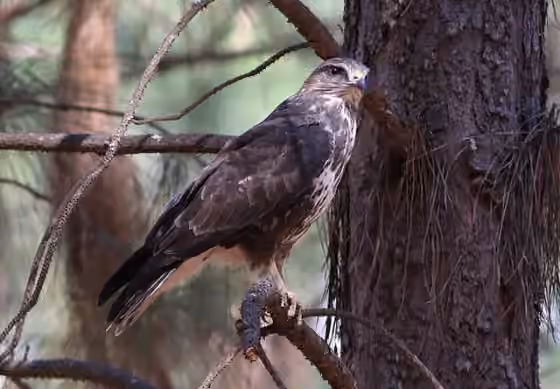 Dokumentasi Buteo trizonatus