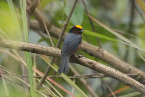 Dokumentasi Catamblyrhynchus diadema