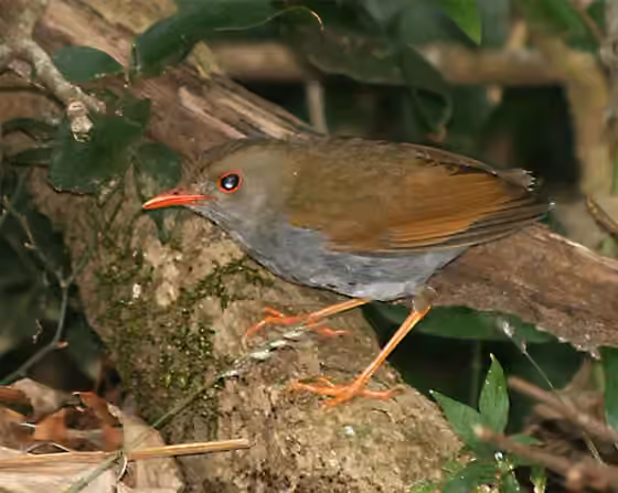 Dokumentasi Catharus aurantiirostris
