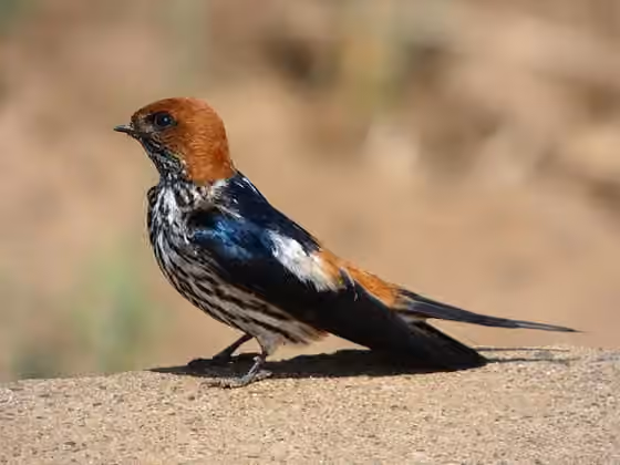 Dokumentasi Cecropis abyssinica