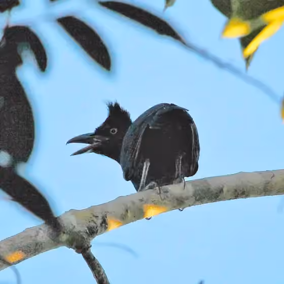 Dokumentasi Cephalopterus ornatus