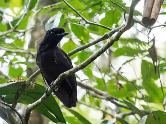 Dokumentasi Cephalopterus glabricollis