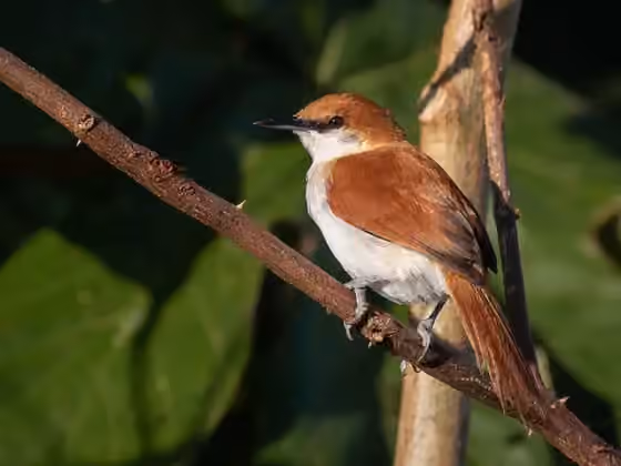 Dokumentasi Certhiaxis mustelinus