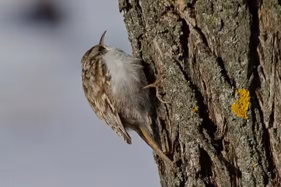 Dokumentasi Certhia familiaris