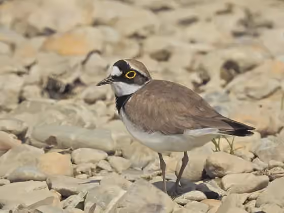 Dokumentasi Charadrius dubius