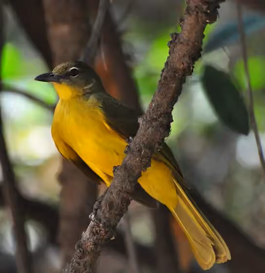 Dokumentasi Chlorocichla flaviventris