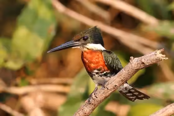 Dokumentasi Chloroceryle americana