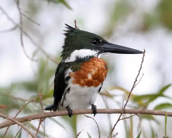 Dokumentasi Chloroceryle amazona