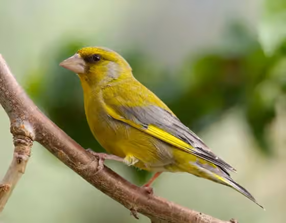 Dokumentasi Chloris chloris